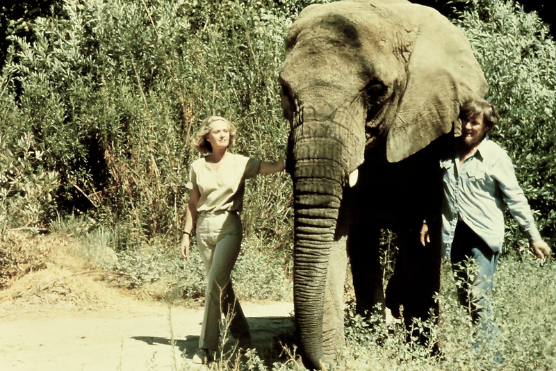 Illustration for article titled Cómo se rodó Roar, la película más peligrosa de la historia que estuvo a punto de acabar con la vida de todo el reparto
